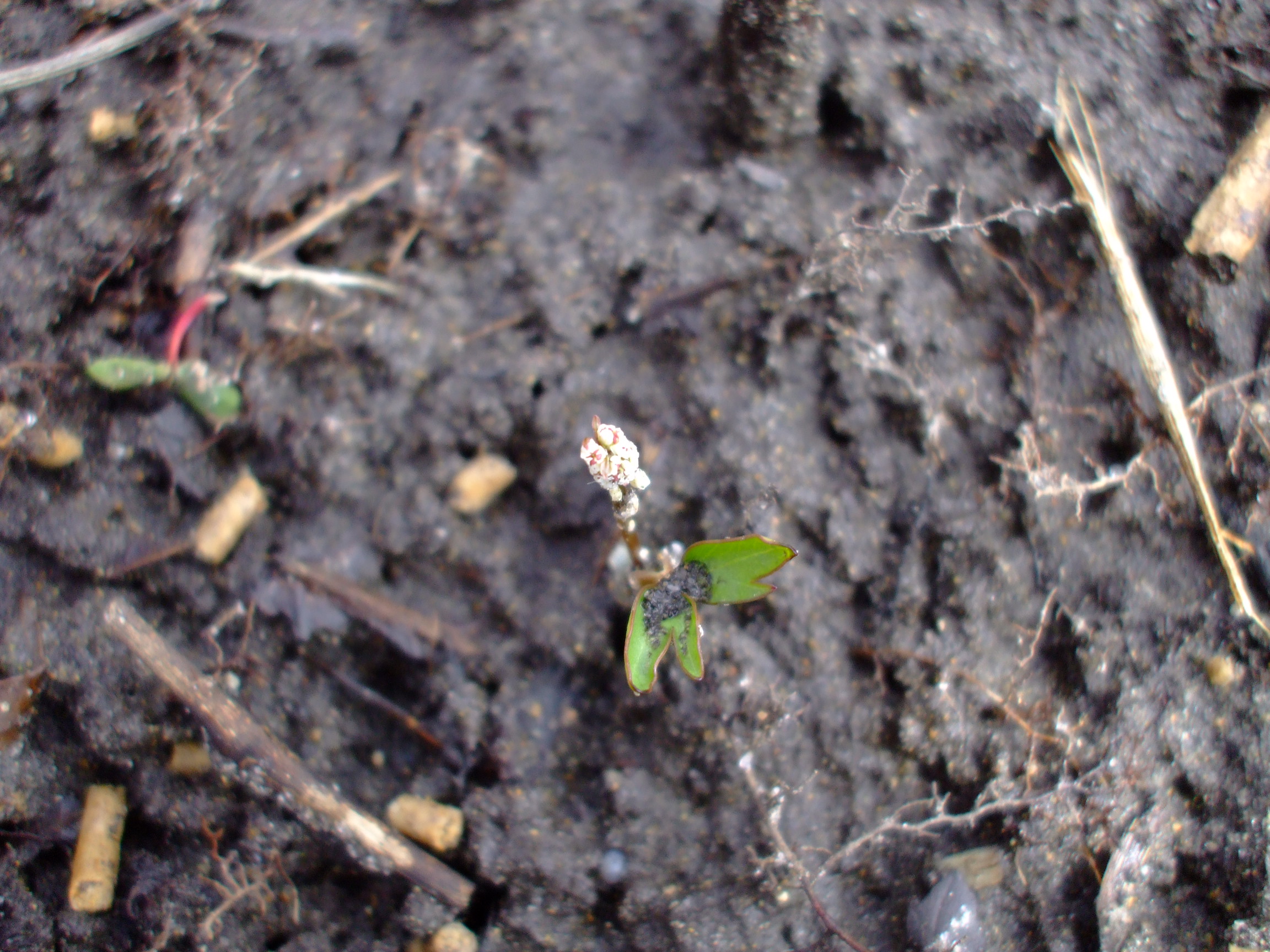 Orogenia linearifolia